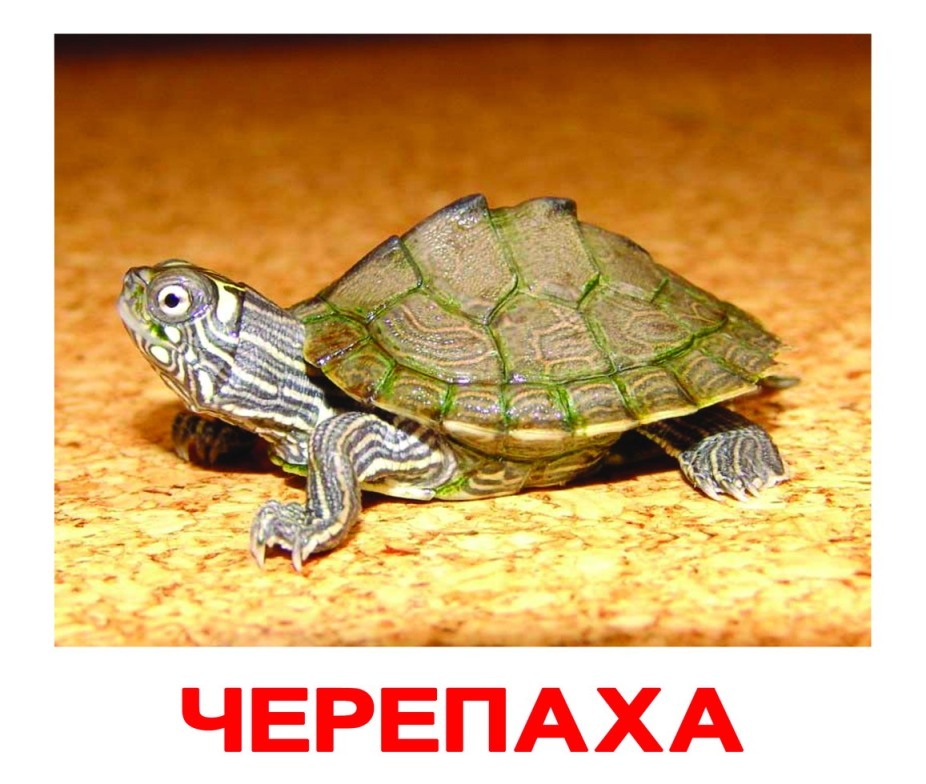 Черепаха